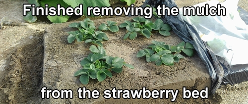 Preparing ground-planted strawberries for winter