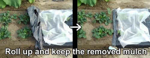 Roll up and keep the removed mulch