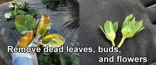 During strawberry overwintering, remove dead leaves and buds