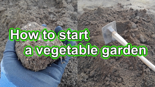 How to start a small vegetable garden (Building a vegetable garden)