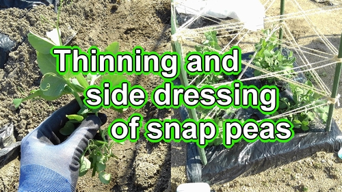 Thinning and side dressing of sugar snap peas