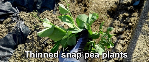 Thinned snap pea plants