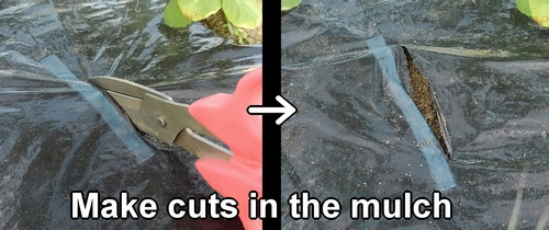 Make cuts in the mulch