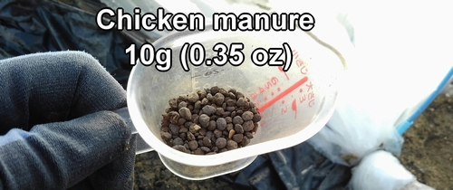 The chicken manure used for fertilizing snap peas