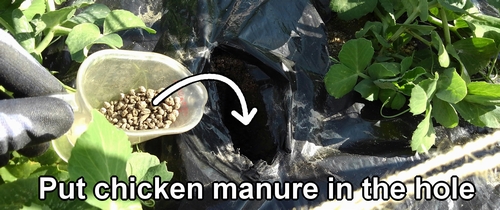 Put chicken manure in the hole