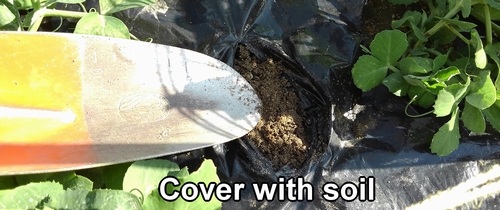 Cover with soil