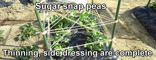 The thinning and side dressing of sugar snap peas are complete