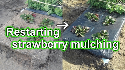 Restarting strawberry mulching