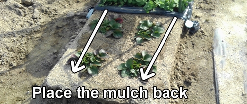 Place the mulch back over the strawberry bed