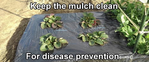 Keep the mulch clean to prevent the strawberries from getting sick