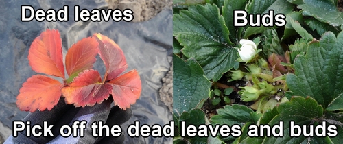 Pick off the dead leaves and buds from the strawberries