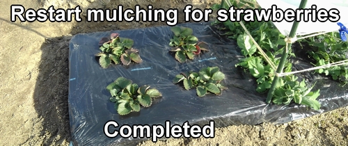 Strawberry mulching restarted