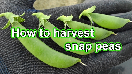 How to harvest sugar snap peas (Collecting snap peas)