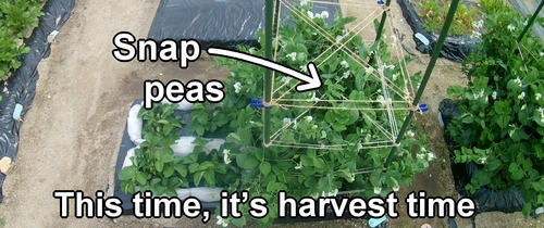 Sugar snap peas ready for harvest (The snap pea has reached harvest time)