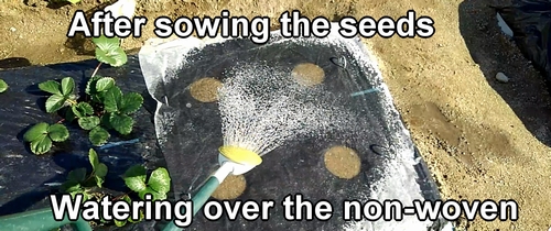 Watering the snap pea seeds