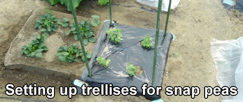 Setting up trellises for snap peas (Installing supports for sugar snap peas)