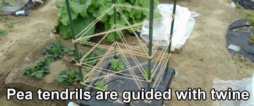 Snap pea tendrils are guided with twine