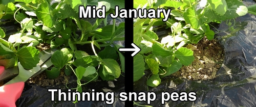 The thinning of the snap peas was done in mid-January