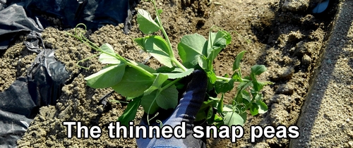 The thinned snap peas