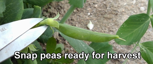 Snap peas ready for harvest