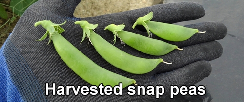 Harvested snap peas