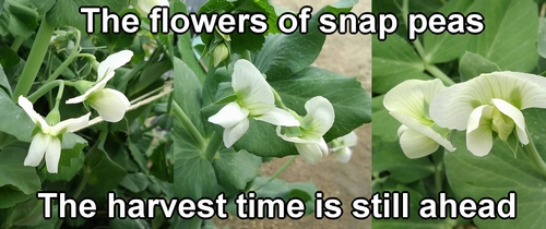 The flowers of snap peas