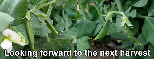 The snap peas are almost ready for harvest