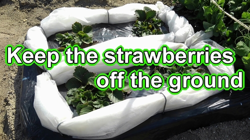 Keep the strawberries off the ground