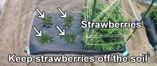 Strawberries grown in the ground (Japanese june bearing strawberries grown in field cultivation)