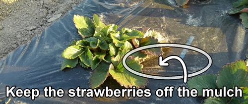 Place the support around the strawberry plants