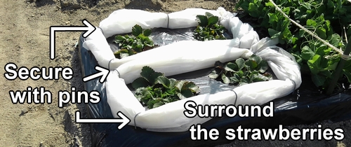 Fix the strawberry support with U-shaped garden pin