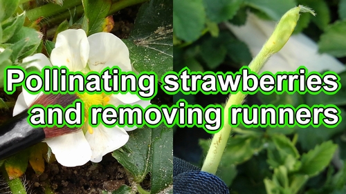 Pollinating strawberries and removing runners