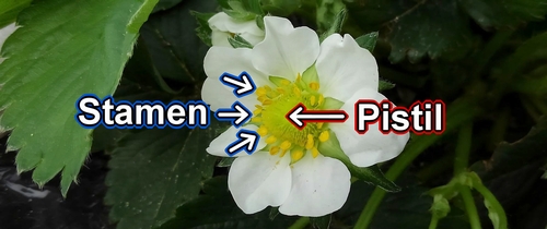 The stamen and pistil of a strawberry