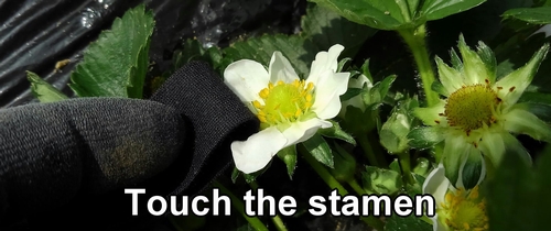 Touch the stamen of the strawberry