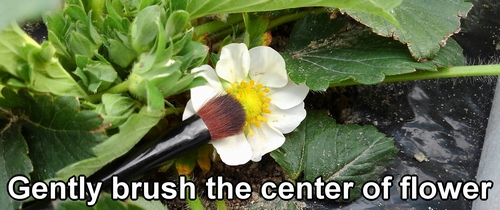 The way to hand pollinate strawberries (How to self pollinate strawberries)