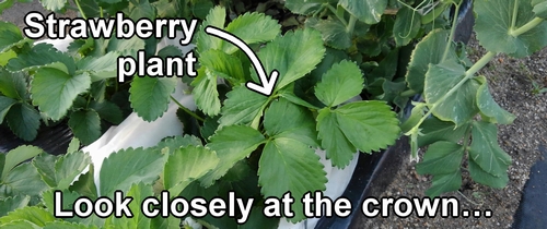 Strawberry plants