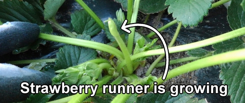 Strawberry runners