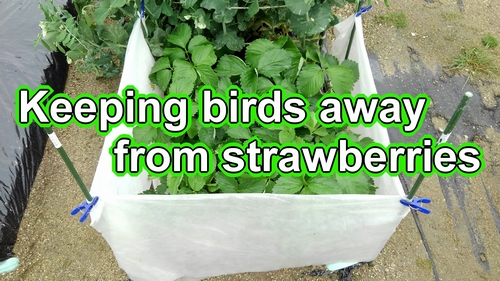 Preventing birds from eating strawberries (Keeping crows away from strawberries)