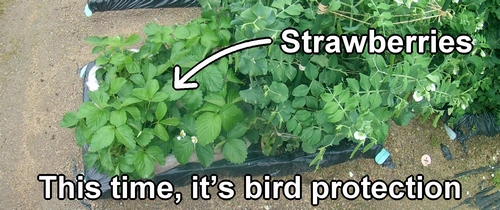 I will set up bird protection for the strawberries