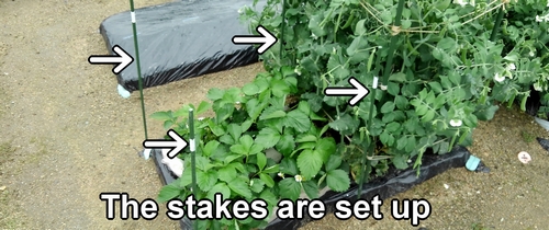 The stakes are in place in the strawberry bed