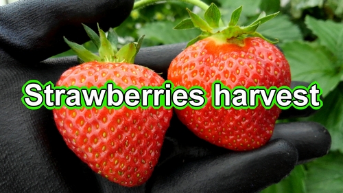 Strawberries harvest (How to harvest japanese june bearing strawberries)