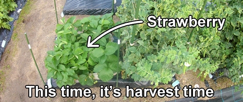 Strawberries to harvest soon