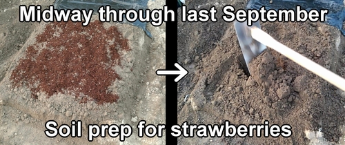 Preparing soil for strawberries (Strawberry soil work)