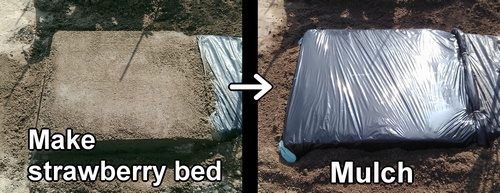 Create strawberry bed and mulch