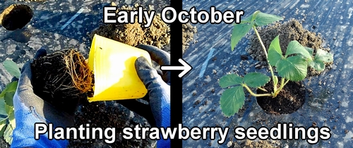 Planting strawberry seedlings (Setting up strawberry seedlings)