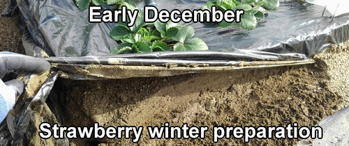 Strawberry winter preparation