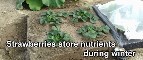 Strawberries store nutrients during winter