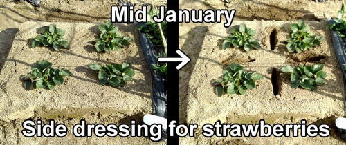 Side dressing for strawberries (Giving extra fertilizer to the strawberries)