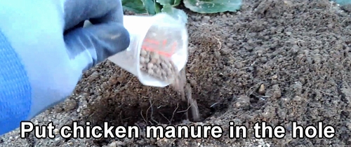 Chicken manure is used for fertilizing strawberries