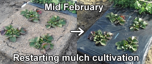 Restarting strawberry mulch cultivation